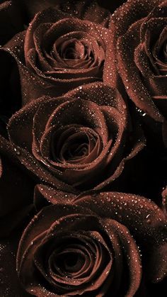 Brown Roses, Red Roses Wallpaper, Wallpaper Beautiful, Roses Wallpaper, Chocolate Roses, Iphone Wallpaper Hd Nature, Photography Flowers, Brown Flowers, Brown Wallpaper