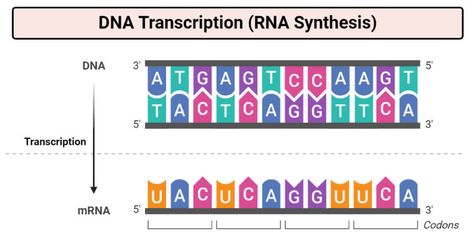 Cell Nucleus, Dna Transcription, Microbiology Notes, Rna Polymerase, Prokaryotic Cell, General Biology, Molecular Genetics, Transcription And Translation, Eukaryotic Cell