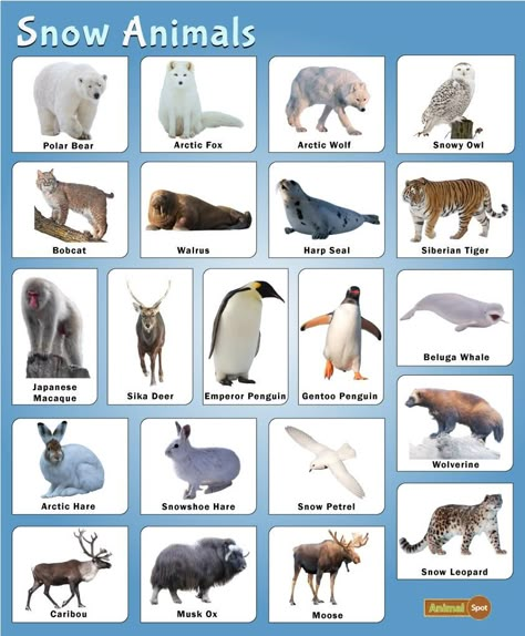 Pixel Animals, Names Of Birds, Spirit Animal Meaning, Animal Meanings, Snow Animals, Animal Templates, Wildlife Pictures, Dnd Dragons, Animal Science