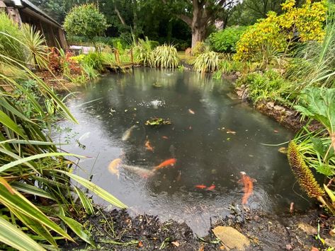 Incredible transformation for this stunning pond! Big round of applause to all the team this week who worked extremely hard on this large pond 👏👏👏 The pictures say it all. It was an absolutely mammoth task to clean this pond in the time we had available but we managed it! Epic transformation? Big Pond, Large Pond, Round Of Applause, The Team, Dream House, The Incredibles