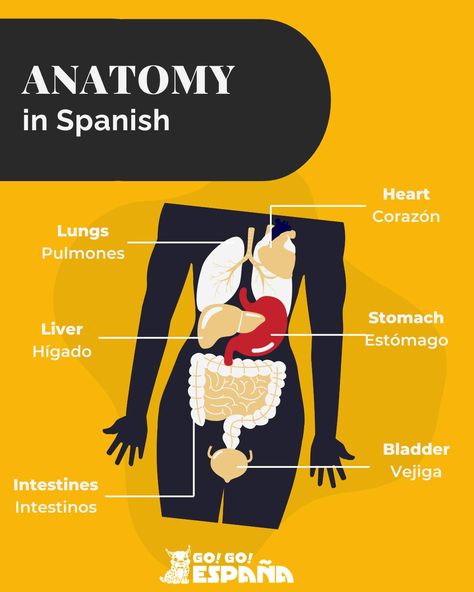 Whether you're visiting a doctor in Spain or just looking to enhance your vocabulary, understanding how to refer to body parts in Spanish is essential. #spanishlanguage #spanishvocabulary #SpanishLanguageLearning Body Parts In Spanish, Spanish Grammar, Spanish Learning, Spanish Vocabulary, Spanish Language Learning, Learning Spanish, A Doctor, In Spanish, Vocabulary