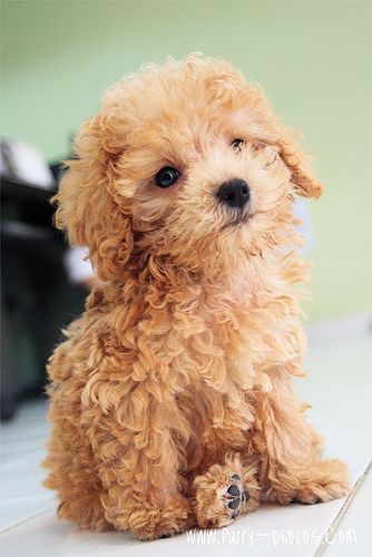 mi linda perrita Cavapoo Grooming, Smartest Dog Breeds, Toy Poodles, Precious Animals, 강아지 그림, Adorable Dogs, Smart Dog, Poodle Puppy, Goldendoodle