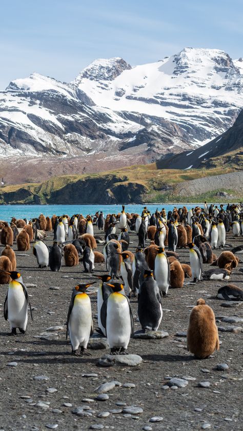 Antartica Wallpaper, Antartica Animals, Antarctica Aesthetic, Antarctica Animals, Ushuaia, Winter Scenery, Photo Art Gallery, Arte Animal, Ocean Creatures