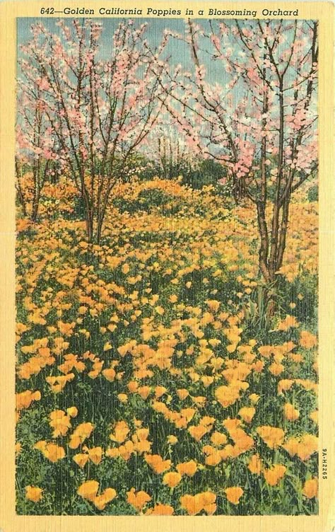 California Postcard, Vintage Postcards Travel, Posters To Print, Mountain Ring, California Poppies, Dorm Posters, Nature Posters, Central Valley, Vintage California