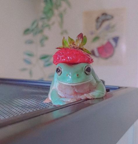 Frog With Strawberry Hat, Dumpy Tree Frog, Strawberry Frog, Whites Tree Frog, Pet Frogs, Baby Frog, Frog Pictures, Coastal Vibes, Funny Frogs