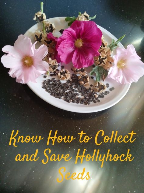 With these simple steps, you will learn how to identify when hollyhock seed pods are ready to collect, how to collect, and properly save the seeds for growing next years! Harvesting Hollyhock Seeds, Hollyhocks Garden, Flower Propagation, Seed Collecting, Growing Hollyhocks, Plant Advice, Hollyhock Seeds, Saving Seeds, Hollyhocks Flowers