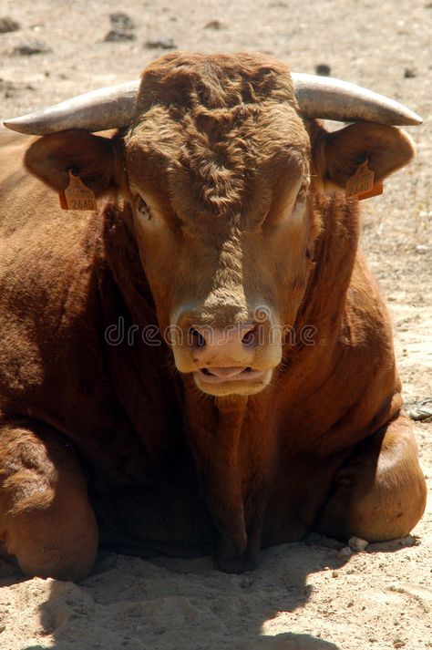 Bull Reference, Bull Photo, Bull Face, Spanish Bull, About Animals, Vector Character, Animals Images, Mammals, Horn