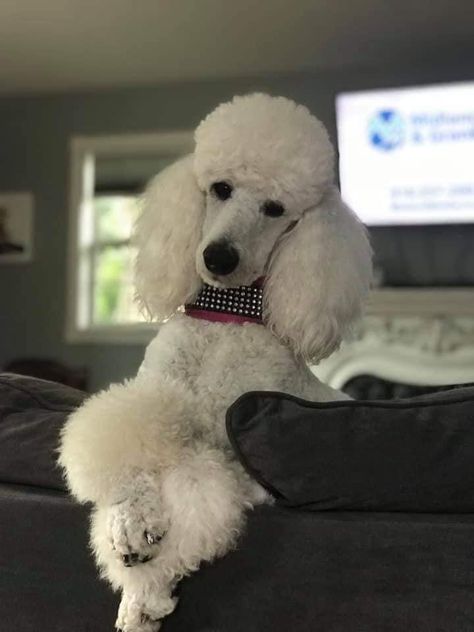 Cream Standard Poodle, Standard Poodle Summer Cut, Sage Groom, Standard Poodle Haircut Styles, Dog Vest Diy, King Charles Cocker Spaniel, Poodle Hairstyles, Poodle Colors, Standard Poodle Haircuts