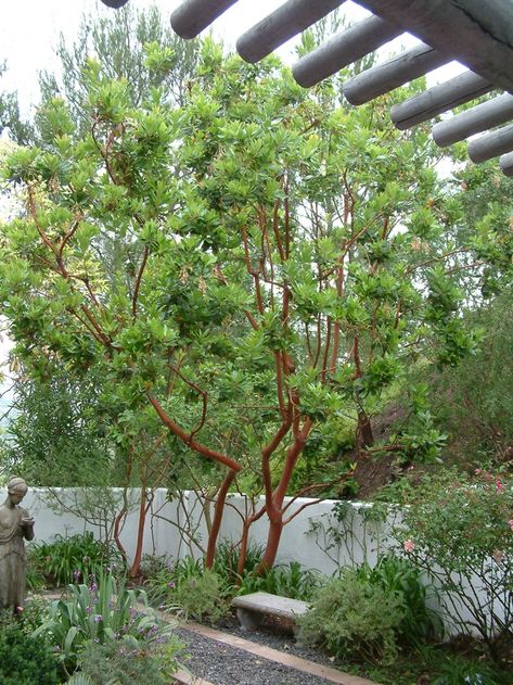 Arbutus 'Marina' - Marina Strawberry Tree | PlantMaster Desert Trees Landscape, Arbutus Marina, Tropical Mediterranean, Backyard Landscapes, Desert Trees, Strawberry Tree, Backyard Trees, Garden Solutions, Lawn And Landscape