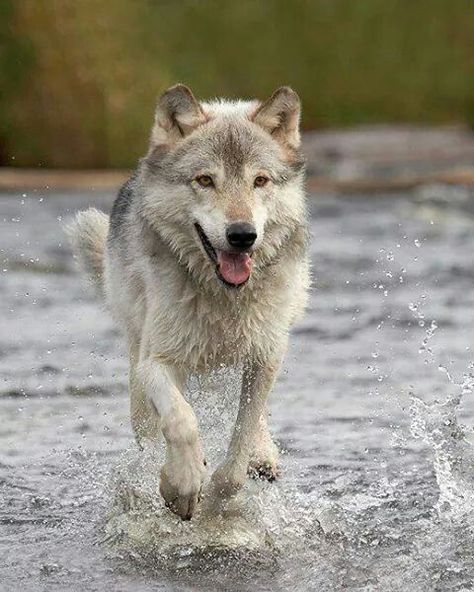 Water wolf Wolf Poses, Beautiful Wolf, Wolf World, Wolf Running, Wolf Life, Wolf Husky, Wolf Hybrid, Wolf Images, Wolf Photography