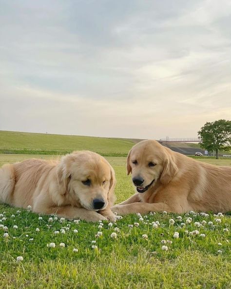 Cute Golden 🥰🥰 Follow us : @golden_retriever_75621 Credit : Respective Owner Please Dm for credit or remove . . . . . . . . . . . #retriever #goldensofinstagram #goldenretrieverpuppy #goldenretrievers #goldens #goldenpuppy #gloriousgoldens #goldenretrieverlove #doglovers 2 Golden Retrievers, Cute Fluffy Puppies, Cute Golden Retriever, Golden Retriever Mix, Golden Puppy, Fluffy Puppies, Cute Animals Puppies, Lab Dogs, Cute Dog Pictures