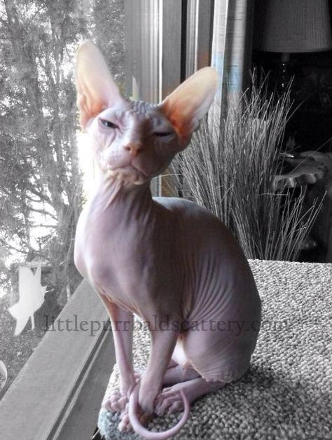 Exotic Furless Cat sitting next to window Furless Cat, Neblung Cats, Elf Sphynx Cat, Eyeless Sphynx Cat, Sphynx Cat Sitting, Sphynx Cat Wearing Sweater, Exotic Cats, Cat Sitting, Black And White