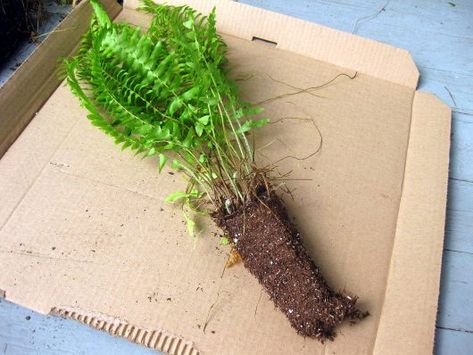 Boston Fern Indoor, Kevin Lee Jacobs, Plants Beautiful, Kevin Lee, Ferns Garden, Boston Fern, Container Flowers, Garden Care, Propagating Plants