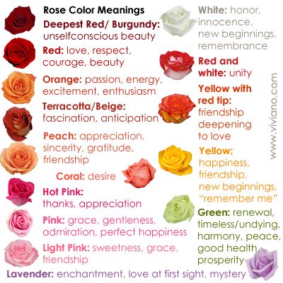 Common Rose Color Meanings for deepest red, burgundy, red, red and white, yellow with red tip, orange, yellow, green, terracotta, beige, peach, coral, hot pink, pink, light pink, lavender, white | Great reference info for anniversaries, Valentine's, birthdays, and every day! Roses And Their Meanings, The Kiss Bet Oliver, Color Of Roses Meaning, White Roses Meaning, Red Rose Meaning, Orange Rose Meaning, The Kiss Bet, Read Rose, Yellow Rose Symbolism