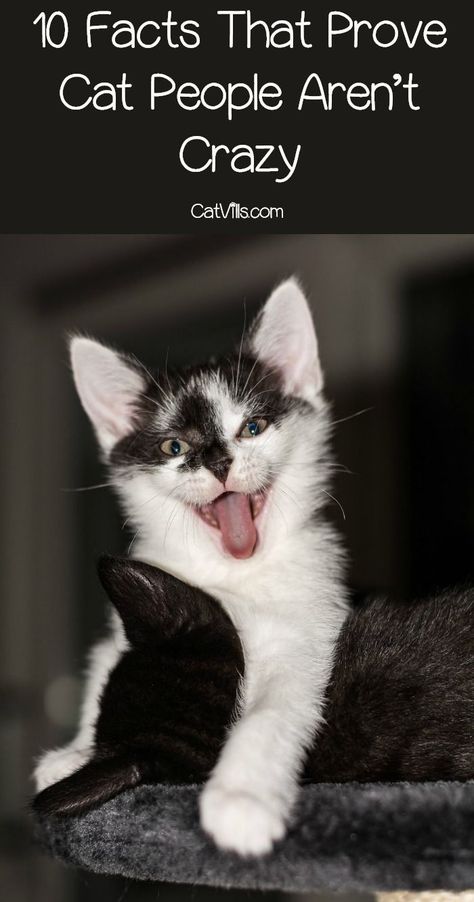 Ever hear the saying �crazy cat lady?� Well, these 10 facts prove cat people aren�t crazy at all. In fact, they�re pretty awesome! Check them out! Crazy Cat Lady Humor, Cat Lady Humor, Gatos Cool, Crazy Cat People, Cat Shaming, Cat Hacks, Cat Spray, Cat Quotes Funny, Silly Dogs