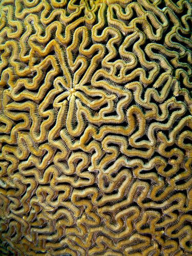 Nick Hobgood - brain coral, Haiti Coral Texture, Spirals In Nature, Brain Coral, Coral Art, Art Appliqué, Beautiful Sea Creatures, Tactile Texture, Underwater Creatures, Marketing Advertising