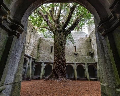 Celtic Otherworld, Medieval Ruins, Medieval Literature, Ireland Road Trip, Ireland Tours, Uk Trip, Ireland Trip, Ireland Vacation, Beautiful Castles