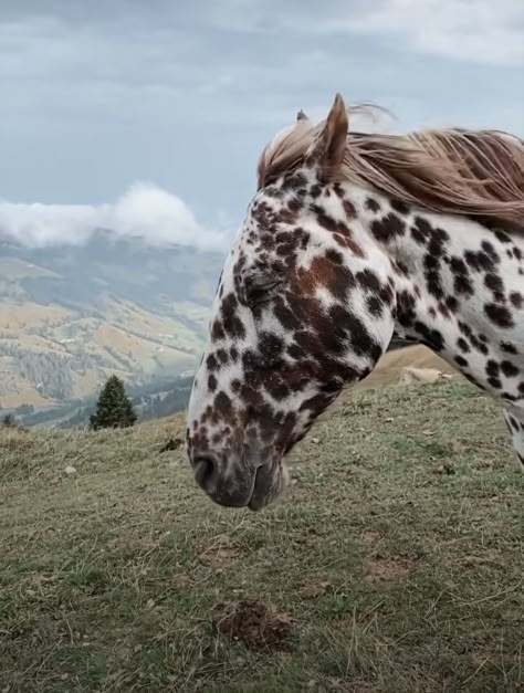 Ranch Life, Out West, Pretty Horses, Coastal Cowgirl, Cute Creatures, Horse Girl, Animal Love, Doberman, Farm Life