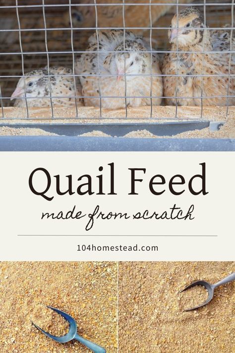 Make homemade Coturnix quail feed to keep your covey healthy and productive. Perfect for people who raise quail for meat and eggs. Raising Quail For Meat And Eggs, Diy Quail Tractor, Raising Quails For Eggs, Raising Quail Indoors, Homemade Quail Feed, Incubating Quail Eggs, Raising Quail For Profit, Diy Quail Waterer, Raising Quail For Eggs