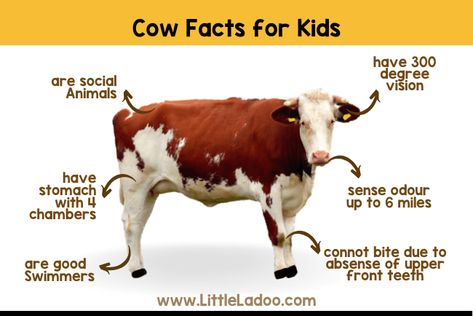 Cow Facts for Kids - Little Ladoo Hedgehog Facts For Kids, Elephant Facts For Kids, Peacock Facts, Reindeer Facts, Cow Facts, Rainbow Fish Crafts, Animal Facts For Kids, Cow Liver, Elephant Facts