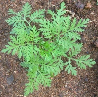 Wormwood Plant, Wasp Repellent, Insect Repellent Plants, Artemisia Annua, Sweet Annie, Natural Pest Control, Hydrangea Macrophylla, Chinese Herbs, Herb Seeds