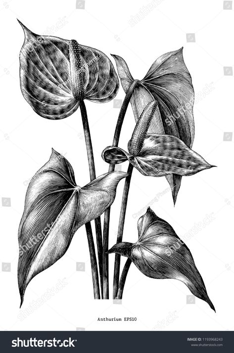 Anthurium botanical vintage engraving illustration clip art isolated on white background #Ad , #Affiliate, #engraving#illustration#vintage#Anthurium Anthurium Drawing, Anthurium Flower, Illustration Clip Art, Botanical Vintage, Engraving Illustration, Flower Sketches, Illustration Vintage, Forearm Tattoos, Flower Illustration