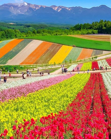 Rainbow🌈 colored flower field at Shikisai No Oka (hills of seasonal colors) in Biei town. This town is located in Hokkaido, northern part… Biei Hokkaido, Flower Field, Season Colors, Rainbow Colors, Golf Courses, Beautiful Places, Rainbow, Japan, Flowers