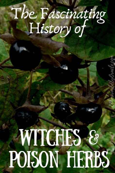 Witchy Poisonous Plants, Poisonous Herbs Witchcraft, Poison Garden Aesthetic, Poison Herbs, Poisonous Herbs, Poison Path, History Of Witches, Poison Plants, Hedge Witchcraft