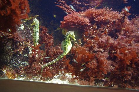 Creating a proper setting for seahorses in an aquarium is crucial for their well-being, including factors like suitable water parameters, adequate tank size, and appropriate tank mates. Seahorse Tank Aquarium, Seahorse Fish Tank, Seahorse Habitat, Seahorse Aquarium, Seahorse Tank, Male Seahorse, Turtle Tanks, Aquarium Set, Aquarium Setup