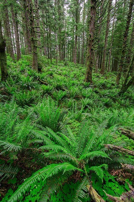 Wilderness Garden, Forest Reference, Wood Fern, Fern Forest, Large Wall Murals, Woodland Forest, Nature Tree, Deep Forest, Environment Design