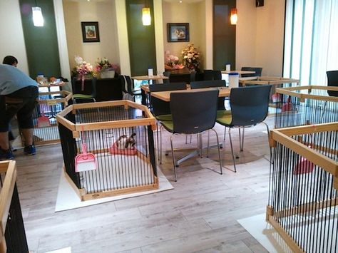 Must find rabbit cafes in Japan and visit them! Cafes In Japan, Rabbit Cafe, Pet Store Display, Pet Cafe, Cafe Idea, Dog Bedroom, Cat Hotel, Dog Friendly Hotels, Dog Cafe