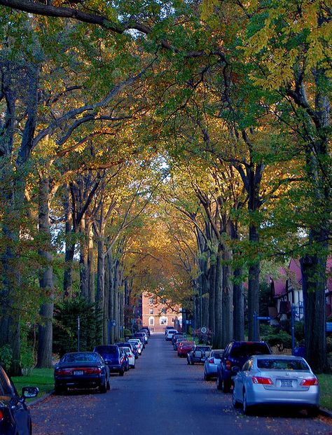 I love my street.  Look how pretty! Forest Hills Gardens, Forest Hills Queens, Landscape References, Forest Hills New York, Far Rockaway, Lay Out, City Decor, Queens Nyc, Street Trees