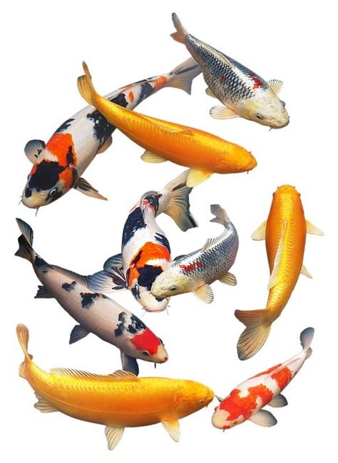 Koi Fishes, Koi Fish Drawing, Bat Cat, Fish Drawing, Koi Fish Pond, Japanese Koi, Koi Carp, Buddha Painting, Bonsai Art