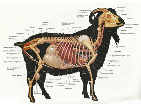 What lies below is a copy and paste-able emergency sheet covering basic issues to keep in a first aid kit for goats, (it does include remedies not listed in the minimalist first aid kit list that y… Goat Skeleton, First Aid Kit List, Vet Anatomy, Vet Pictures, Anatomy Books, Goat Ideas, Comparative Anatomy, Large Animal Vet, Anatomy Bones