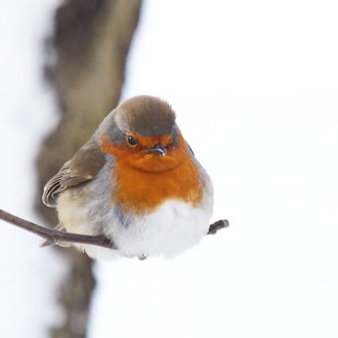 Robin Aesthetic Bird, Robin Reference, Bird Reference Photos, Robin Photos, Fat Bird, European Robin, Robin Redbreast, Baby Birds, Bird Photos