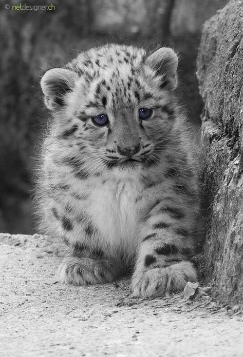 Snow Leopard cub. Baby Snow Leopard, Animal Clinic, Leopard Cub, Baby In Snow, Pet Clinic, Baby Animals Pictures, Tiger Cub, Love Animals, White Tiger