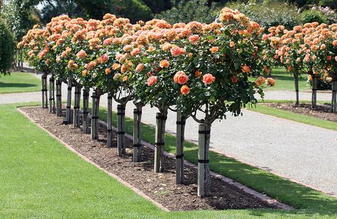 Tree Roses Front Yards, Rose Tree Landscape, Standard Roses Front Garden, Japanese Rose Garden, Beautiful Gardens Landscape, Rosen Beet, Tree Rose, Standard Roses, Landscaping With Roses