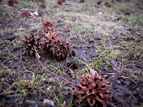 Can I Sell Sweet Gum Balls? - Bag-A-Nut Sweet Gum Balls Crafts, Sweet Gum Tree Crafts, Kill Bugs, Sweet Gum, Tree Crafts, Trees To Plant, Air Fryer, Gum, I Can