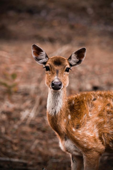 Deer standing on ground in nature and looking at camera · Free Stock Photo Deer Photography, Deer Stand, Photographer Camera, Ap Art, Zoology, Cute Animal Videos, Scenery Wallpaper, Cute Gif, Animal Gifs