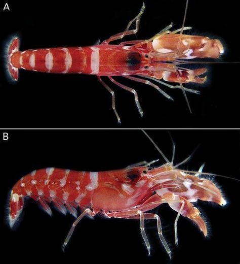 Shrimp Character, Goby Fish, Spiny Lobster, Teaching Biology, Home Aquarium, Sea Slug, Cool Tanks, Saltwater Aquarium, Crustaceans