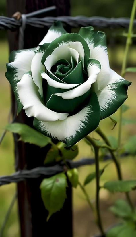 Rose Flower Photos, Rare Roses, Rose Belle, Strange Flowers, Rose Flower Pictures, Rose Seeds, Beautiful Flowers Photos, Lovely Flowers Wallpaper, Unusual Flowers