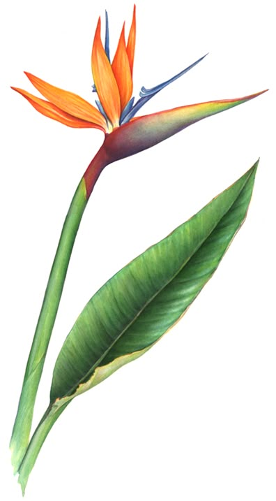 Strelitzia Flower Painting, Bird Of Paradise Flower Drawing, Strelitzia Drawing, Bird Of Paradise Plant Drawing, Strelitzia Illustration, Strelitzia Tattoo, Bird Of Paradise Illustration, Bird Of Paradise Watercolor, Bird Of Paradise Tattoo