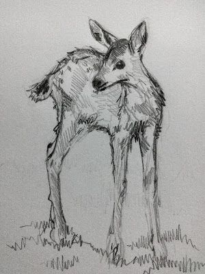 Forest Animal Drawing, Drawing Of A Deer, Dear Sketch, Fairy Animals Drawing, Forest Animal Drawings, Drawing Of Deer, Deer Reference Drawing, Two Deer Drawing, Doe Drawings