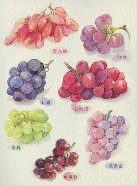 Watercolour Fruits Painting, Fruits Watercolor Painting, Drawing Grapes, Grape Watercolor, Grapes Drawing, Grapes Watercolor, Grape Illustration, Grape Drawing, Watercolor Fruits