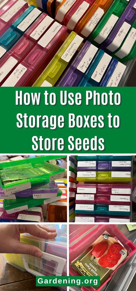 Photo Storage Boxes, Storing Seeds, Photo Storage Box, Photo Box Storage, File Folder Labels, Picture Storage, Garden Organization, Seed Storage, Folder Labels