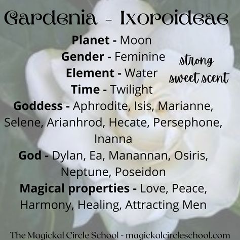 Gardenia Witchcraft, Gardenia Magical Properties, Gardenia Meaning, Magickal Plants, Spell Crafting, Herb Magick, Herb Magic, Gardenia Essential Oil, Fragrance Quote