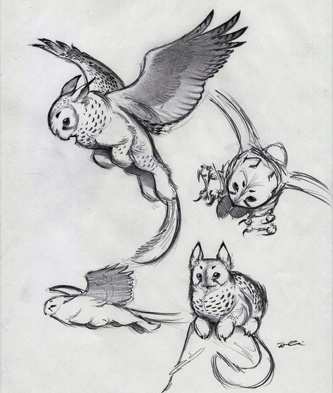 How does imgur feel about tiny gryphons? - Imgur Owl Griffin, Owl Cat, Some Drawings, Creature Drawings, Fantasy Creatures Art, Mythical Creatures Art, Mythological Creatures, Arte Fantasy, 판타지 아트