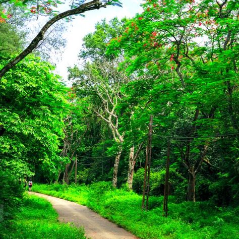 #OriginTravel offers a unique opportunity to experience the butterfly season in Cuc Phuong National Park. With their expert guides, visitors can explore the park's butterfly garden and learn about the different species of butterflies that inhabit the area In addition to the butterfly garden, visitors can also take a trek through the park's dense forest, where they may spot other wildlife such as langurs, macaques, and porcupines. Cuc Phuong National Park, The Butterfly Garden, Dense Forest, Ancient Temples, River Cruises, Butterfly Garden, Tour Packages, Hanoi, Nature Lovers