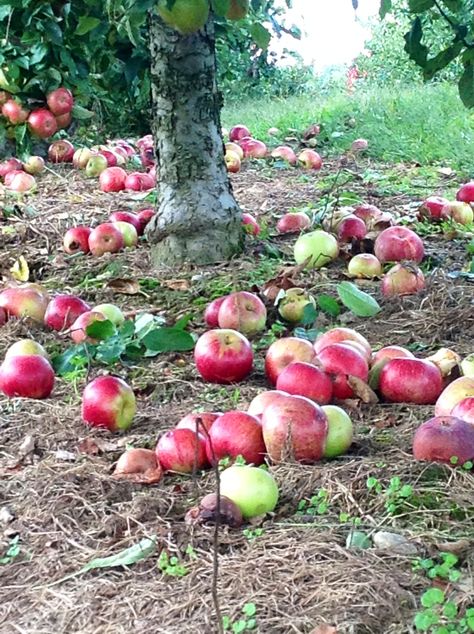 Apples on the ground at Sky Top Orchard Fall Adventures, Apple Core, Travel Nursing, On The Ground, Autumn Photography, Asheville, Country Living, Apples, Nursing