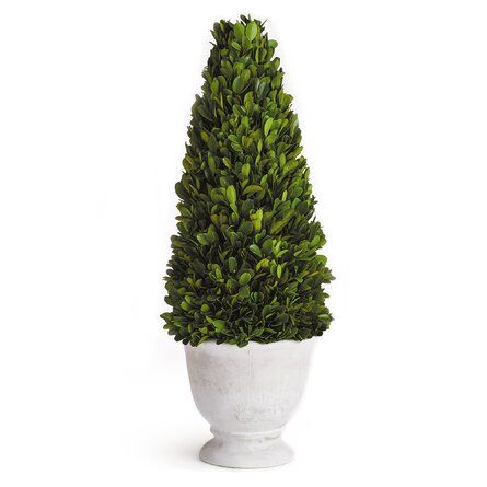 Cone Topiary, Preserved Boxwood Topiary, English Boxwood, Preserved Boxwood, Boxwood Topiary, Faux Florals, Faux Plants, Ceramic Pot, Types Of Plants